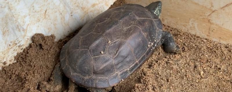 草龟下蛋年龄，达到5岁即可产蛋