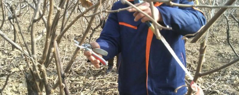 猕猴桃冬剪技术，首先做好徒长枝的修剪工作