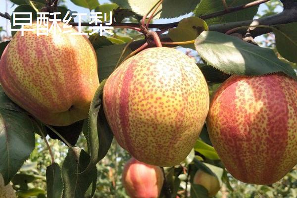 优质梨子品种介绍，以下5种丰产性都很高
