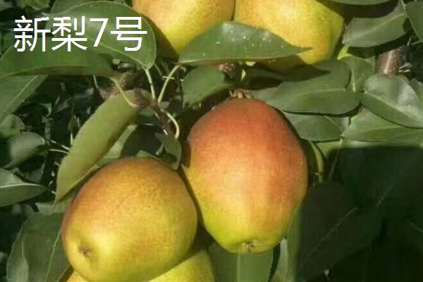 优质梨子品种介绍，以下5种丰产性都很高