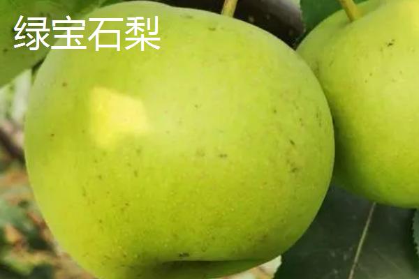 优质梨子品种介绍，以下5种丰产性都很高