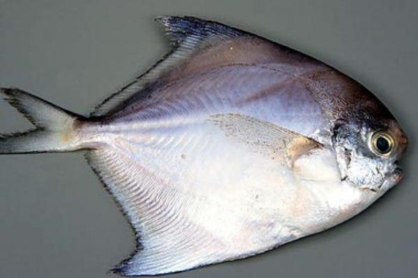 又薄又扁的鱼是什么鱼，可能是鲳鱼、鳊鱼、多宝鱼、舌鳎、魟鱼等