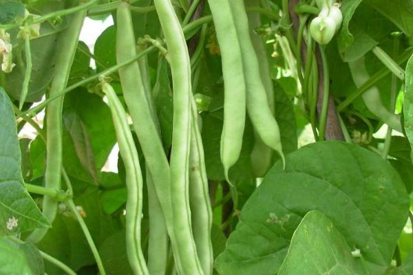 芸豆是什么，又叫菜豆、四季豆、刀豆