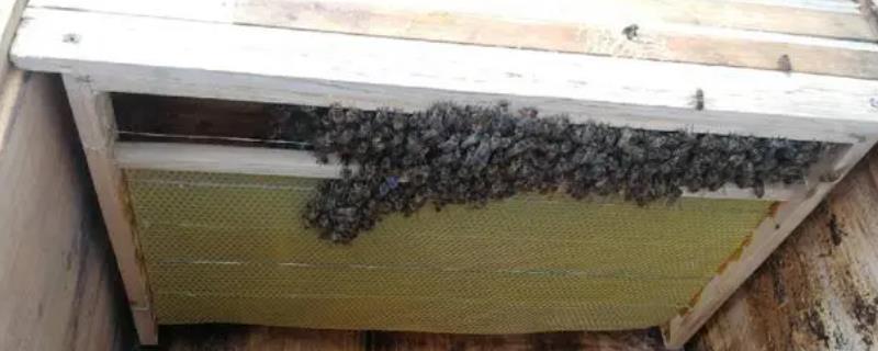 养蜂技术指导人工分蜂，王台封盖时便可以准备分蜂