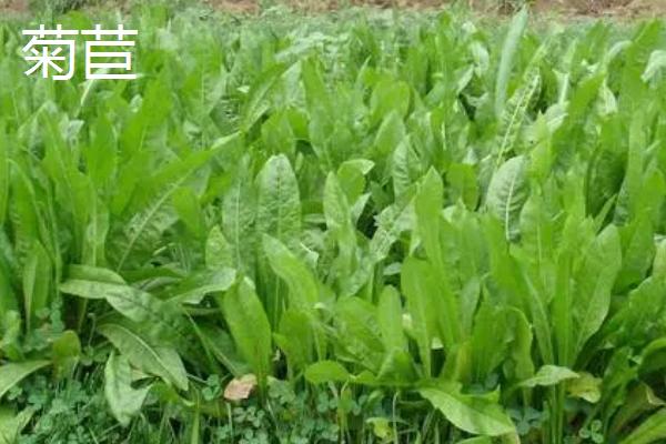农村种哪些蔬菜具有不错的前景，包括茼蒿、皇帝椒、马苋菜等品种