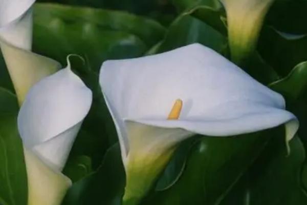 马蹄莲的花语，花色不同花语也不同