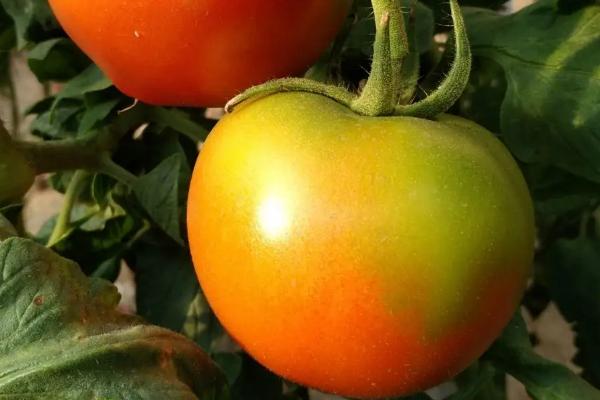 番茄转色不良的原因，温度过低或施肥不当均会导致