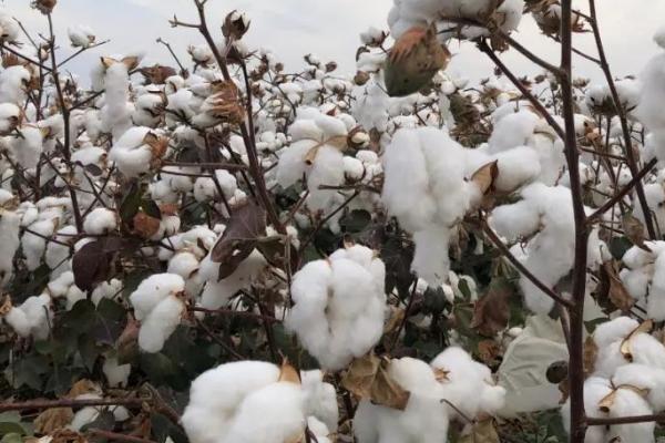 棉花何时传入中国，陆地棉良种于清末引入我国