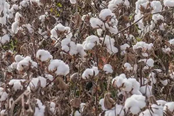 棉花何时传入中国，陆地棉良种于清末引入我国