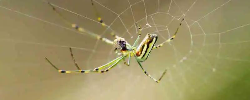 蜘蛛的天敌是什么，鸟类、寄生蜂和蜥蜴都是蜘蛛的天敌