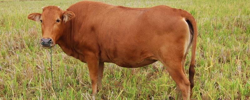 牛的年龄怎么看，可根据外貌、角轮和牙齿来鉴别