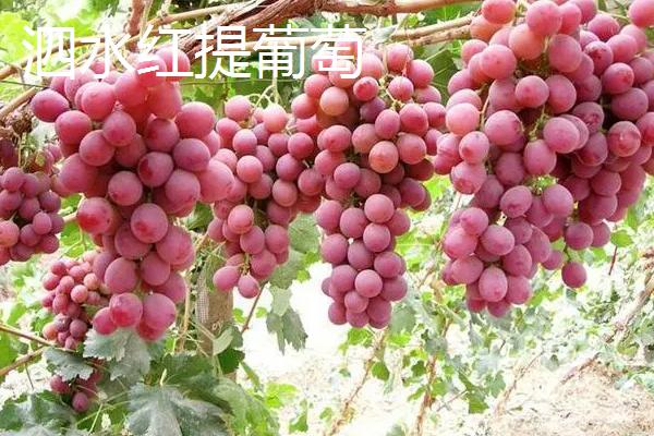 甘肃省武威市的水果特产，凉州皇冠梨栽植历史悠久