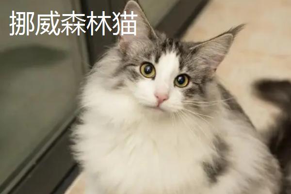 猫的品种，这五个品种各有各的优势与特点