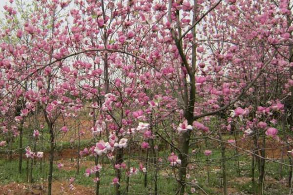 紫玉兰的花期，一般是在3-4月