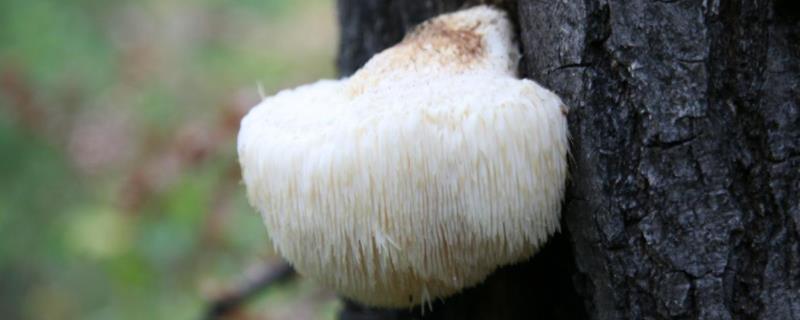 猴头菇长在什么树上，长在麻栎、山毛栎、栓皮栎等活树的虫孔中
