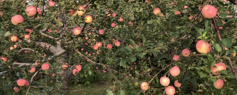 苹果烂果如何防治，要加强果园管理