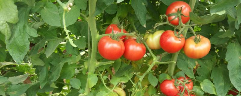 番茄的种植方法，苗期不可追肥