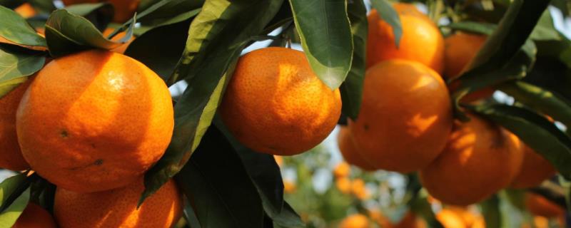柑橘（柑桔）简介，是橘、柑、橙、金柑、柚、枳等的总称