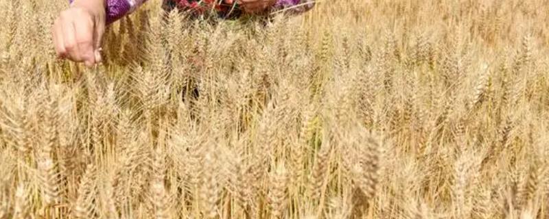 小麦的分类，可根据小麦的播种季节、皮色、胚乳结构分类
