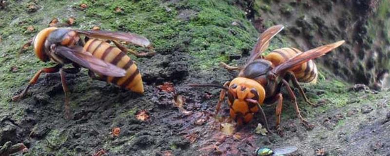 金环胡蜂蜂王和工蜂的区别，体型和毒针长短均不同