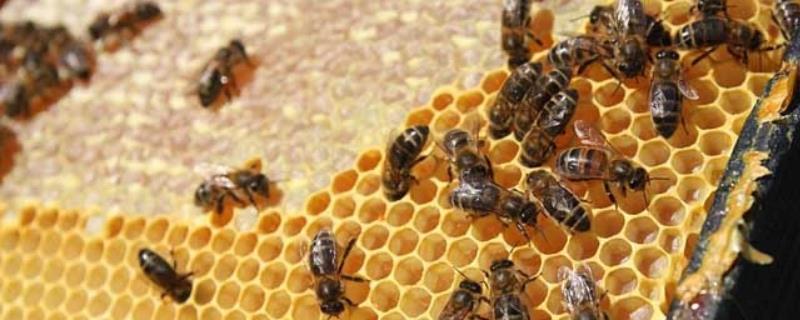意蜂怎样组织双王群，先混淆两群蜂的群味后再组成双王群