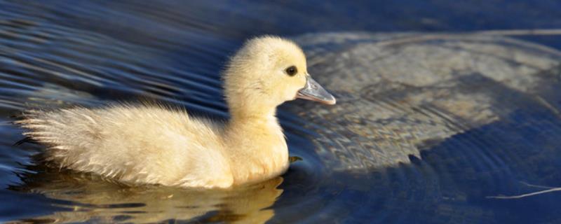 小鸭子几天可以下水，出壳后3-5天可以尝试下水