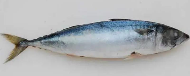 青花鱼和鲅鱼的区别，科属、体长体重、体色、背鳍不同