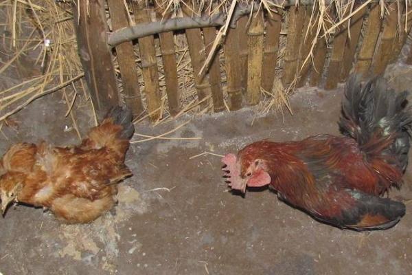 冬季养鸡要注意什么，寒流来临前要增喂饲料