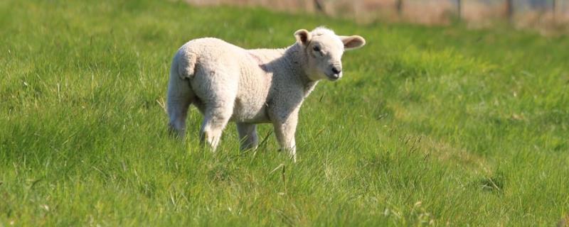 羊吃肉吗，羊是草食性动物不吃肉