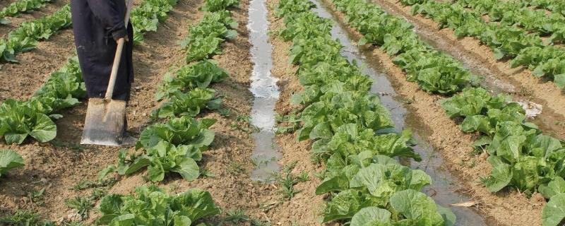白菜对土壤的要求，弱酸性至中性的土壤种植为佳