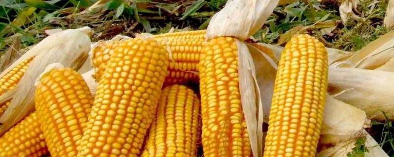 L1688玉米品种简介，每亩基施有机肥2000千克