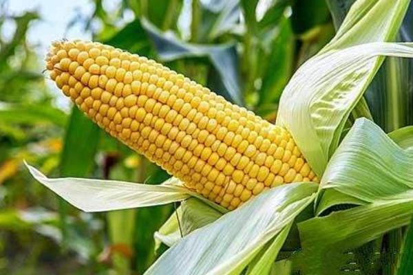 德朗171玉米品种简介，春播在4月下旬至5月初播种