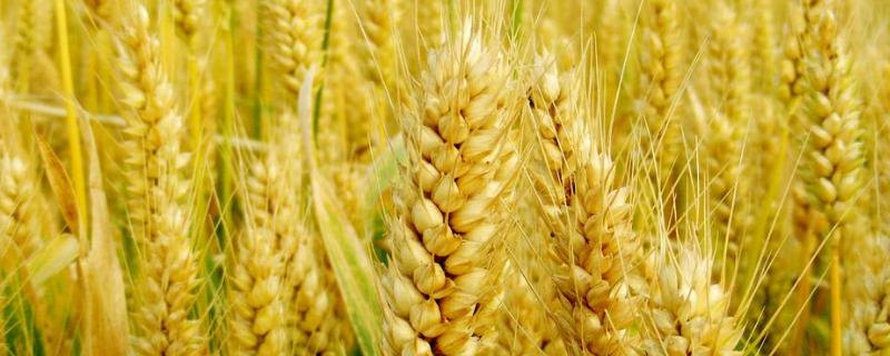 陇鉴9826小麦种子特点，每亩适宜基本苗25～35万
