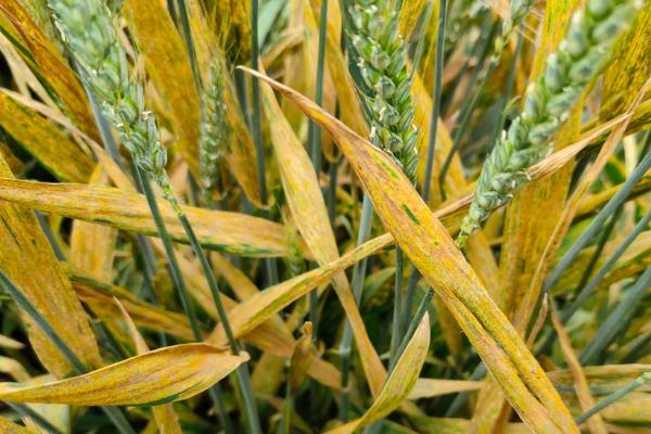 兰天48号小麦种子介绍，每亩适宜基本苗30～40万