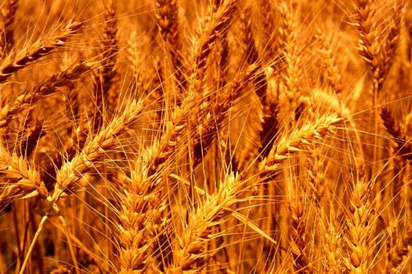 兰天48号小麦种子介绍，每亩适宜基本苗30～40万