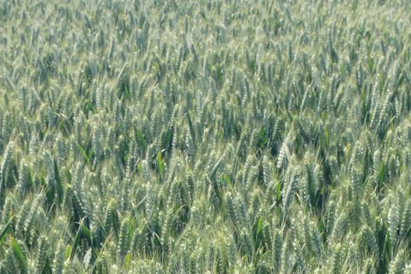 兰天196小麦品种简介，每亩适宜基本苗30～35万