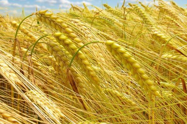 中麦Z21小麦种子简介，注意防治蚜虫和白粉病等