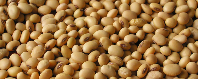 陇豆4号大豆种子特征特性，春播4月下旬～5月上旬播种
