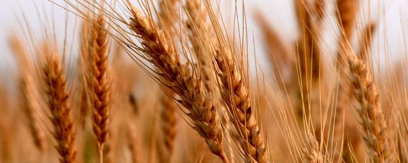 中麦Z21小麦种子简介，注意防治蚜虫和白粉病等