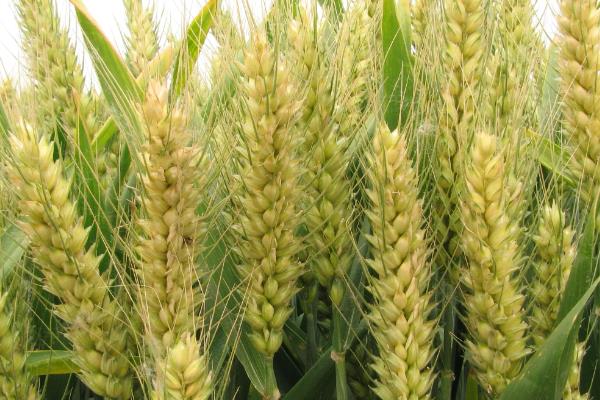 中麦623小麦种子特点，每亩适宜基本苗20万—25万