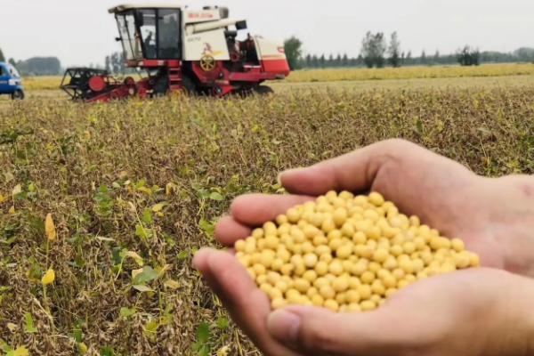 陇豆4号大豆种子特征特性，春播4月下旬～5月上旬播种
