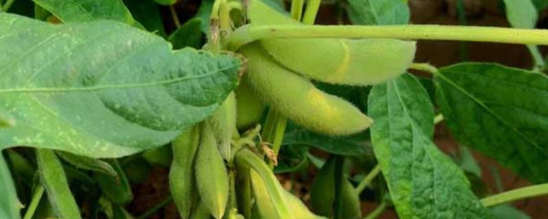 庆科豆1号大豆种子简介，4月下旬～5月上旬播种