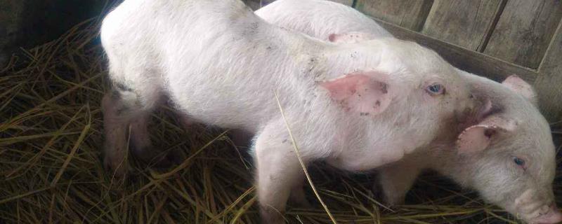 如何快速治疗猪水肿病，可让病猪内服诺氟沙星、或肌注硫酸庆大霉素
