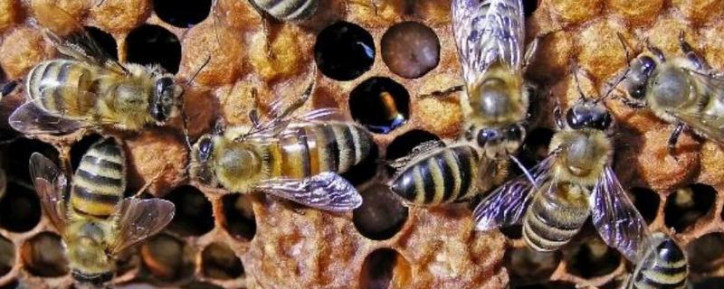 蜜蜂造出王台后过多久出现新蜂王，通常需要16天左右