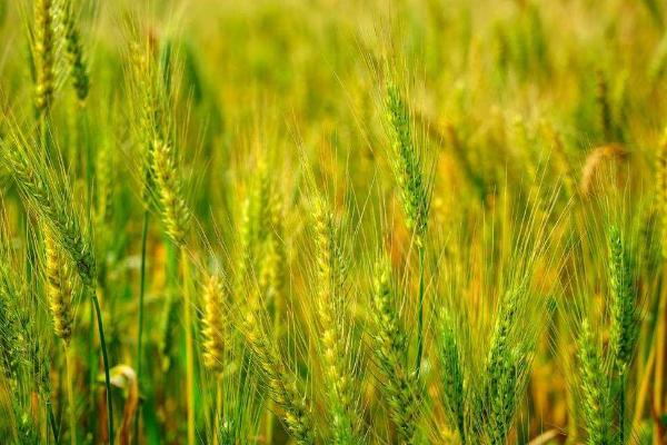 邯麦26小麦品种的特性，每亩适宜基本苗20万—25万
