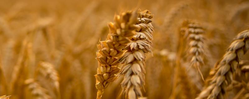 马兰6号小麦种子特征特性，与对照品种济麦22熟期相当