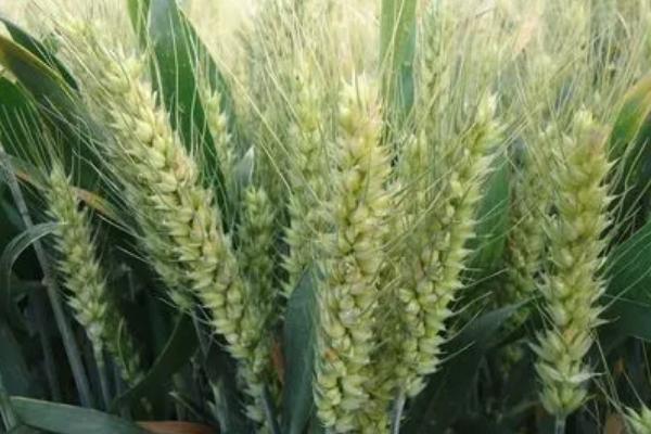 马兰6号小麦种子特征特性，与对照品种济麦22熟期相当