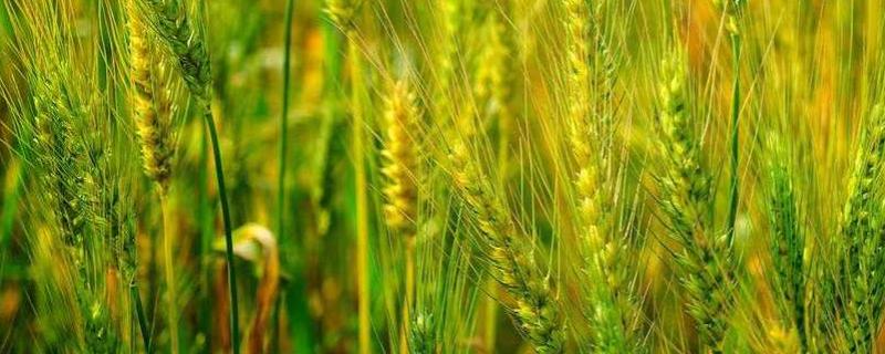 济麦28小麦种简介，每亩适宜基本苗15万—18万