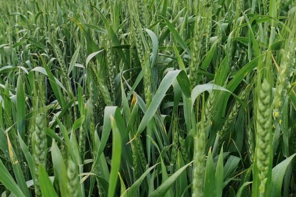 济麦28小麦种简介，每亩适宜基本苗15万—18万
