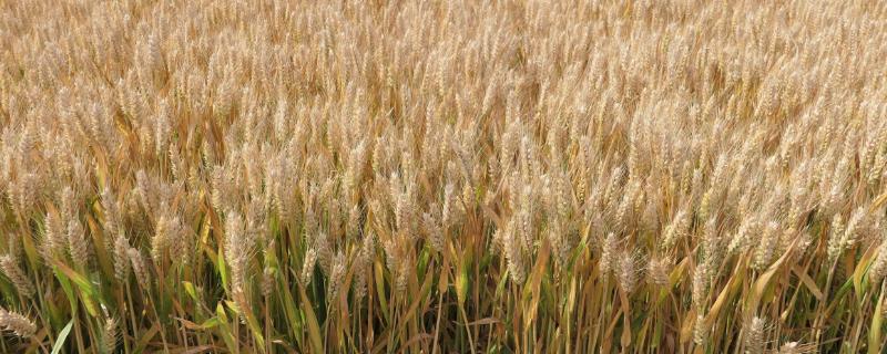 菏麦29小麦种子特征特性，注意防治纹枯病
